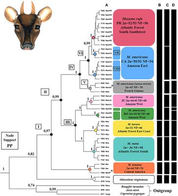 Revalidation of Mazama rufa (Illiger 1815) (Artiodactyla: Cervidae) as a Distinct Species out of the Complex Mazama americana (Erxleben 1777)